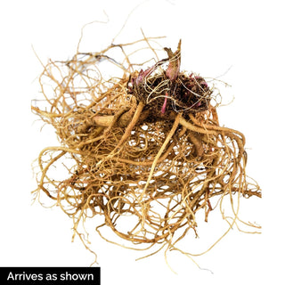 Summer Festival Coneflower Mixture