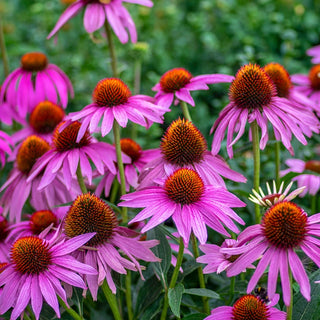 Rosy Halo Coneflower