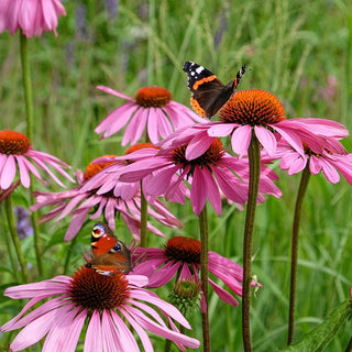 Rosy Halo Coneflower