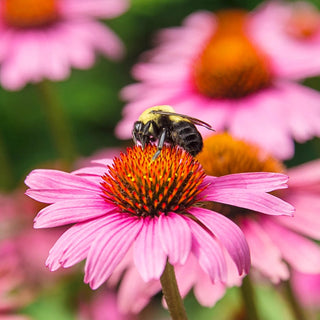 Rosy Halo Coneflower