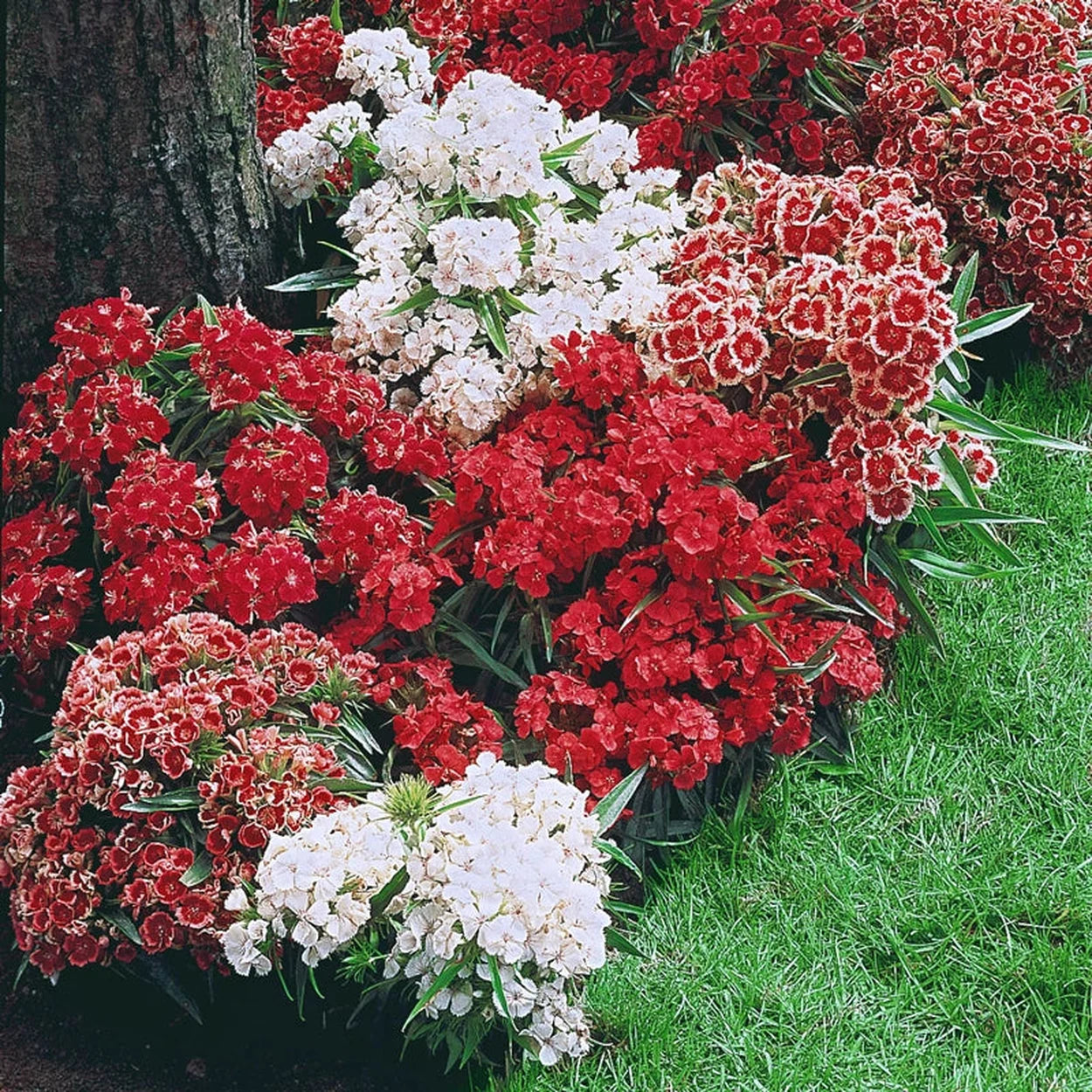brecks flower seeds Sweet William Mixture