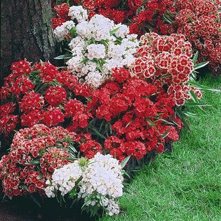 Sweet William Mixture