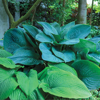 Empress Wu Hosta