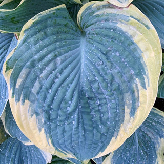 Gigantosaurus Hosta