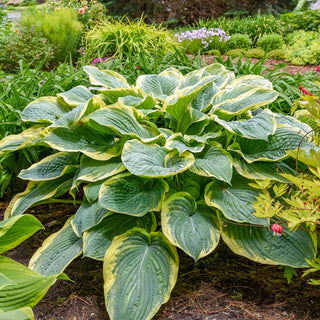 Gigantosaurus Hosta
