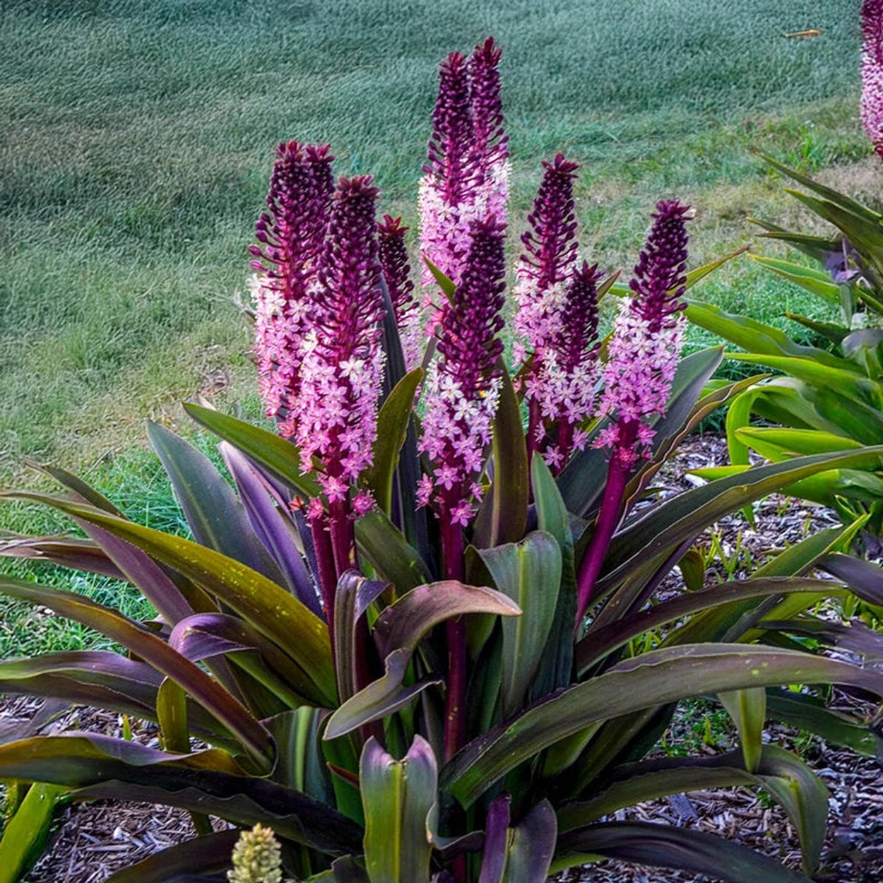plants with pineapple shaped flowers Safari Adventure Pineapple Lily
