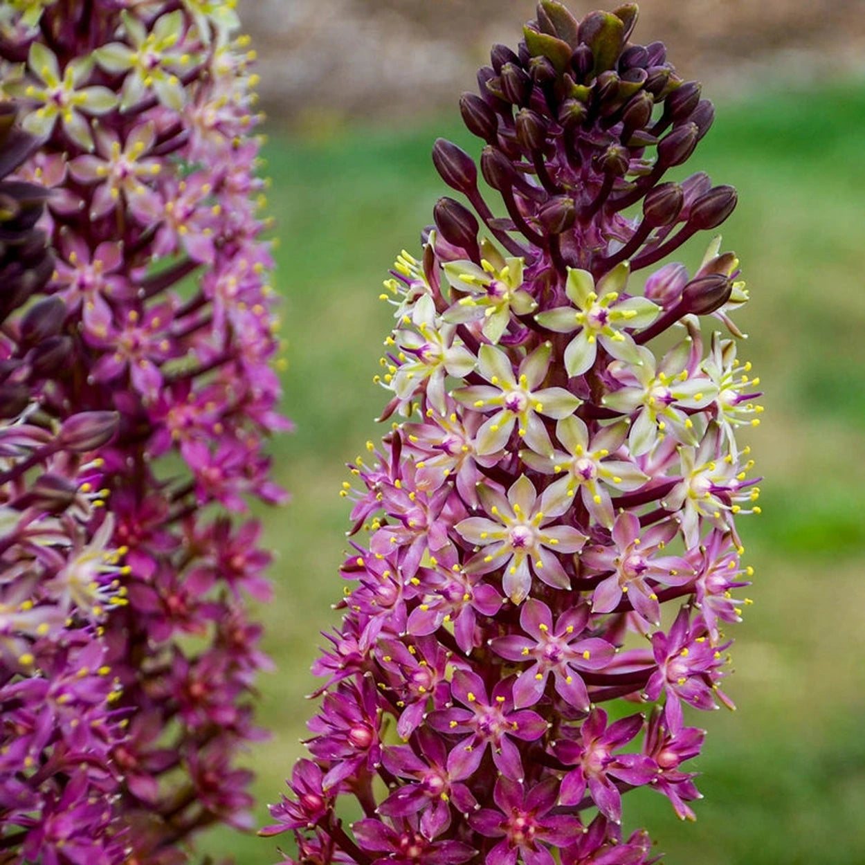 pineapple lavender plant Safari Adventure Pineapple Lily