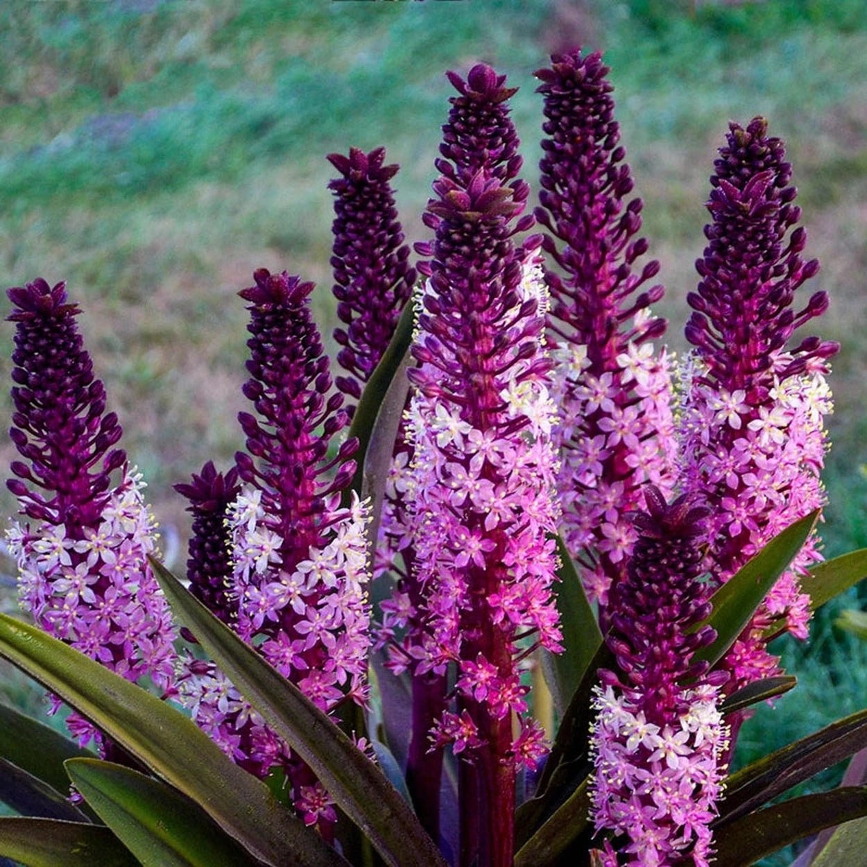 pineapple lily flower Safari Adventure Pineapple Lily