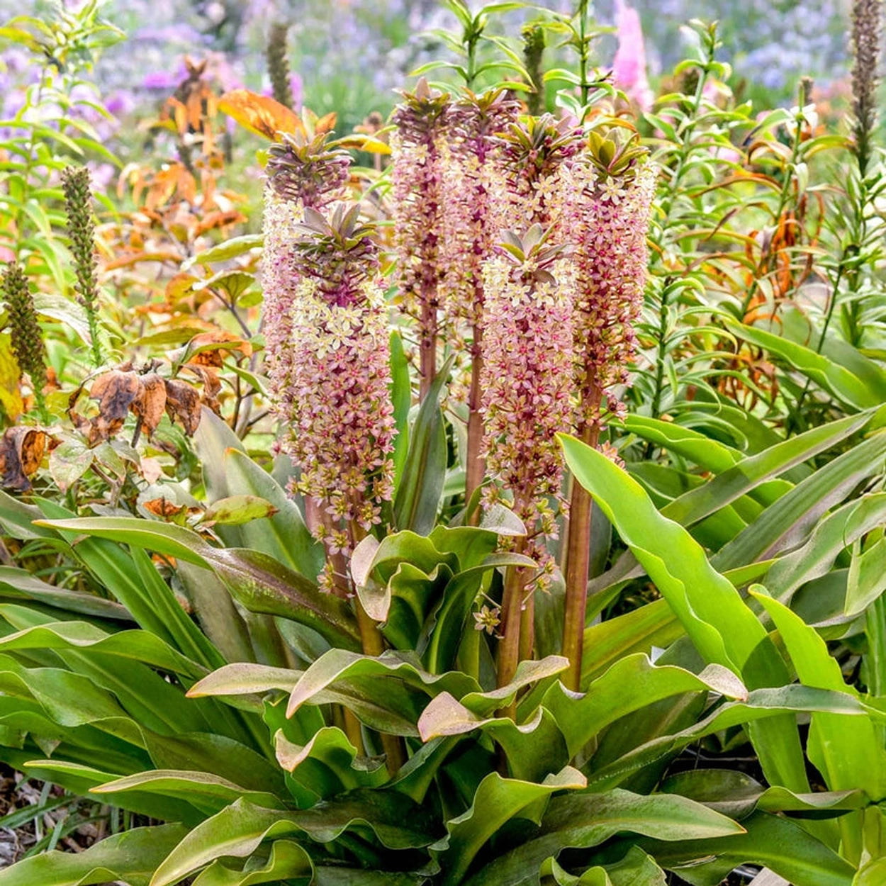 pineapple flower plant Princess Bride Pineapple Lily