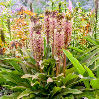 Princess Bride Pineapple Lily