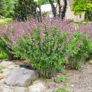 Grape Escape False Indigo