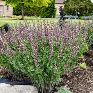 Grape Escape False Indigo