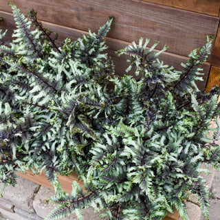 Crested Surf Japanese Painted Fern