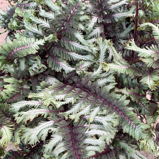 Crested Surf Japanese Painted Fern