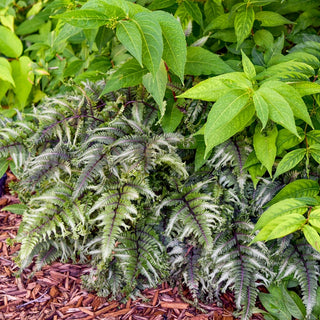 Crested Surf Japanese Painted Fern
