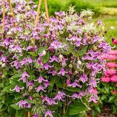 Stand By Me Pink Bush Clematis | Shop Online | Breck's