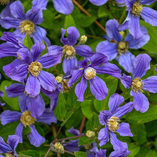 Rain Dance Reblooming Bush Clematis