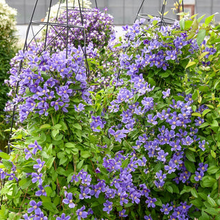 Rain Dance Reblooming Bush Clematis