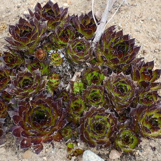 Black Hens and Chicks