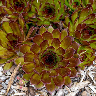 Black Hens and Chicks