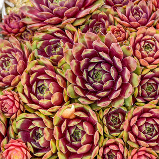 Ruby Heart Hens and Chicks