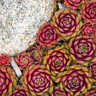 Ruby Heart Hens and Chicks