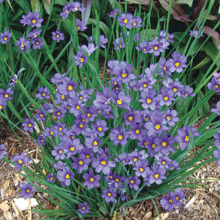 Blue-Eyed Grass
