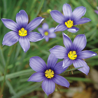 Blue-Eyed Grass