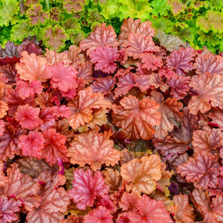 Peachberry Ice Heuchera