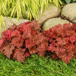 Peachberry Ice Heuchera