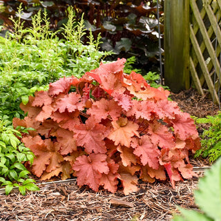Peachberry Ice Heuchera