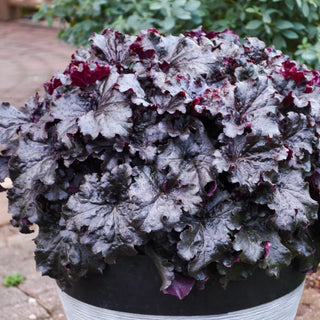 Evening Gown Heuchera
