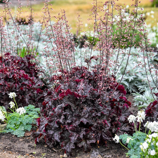 Evening Gown Heuchera