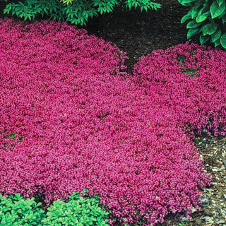 Red Creeping Thyme