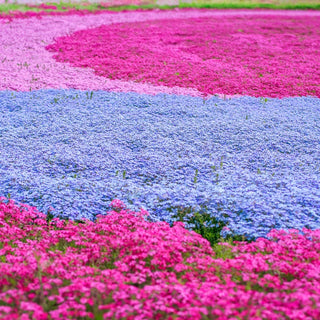 Red Wings Creeping Phlox