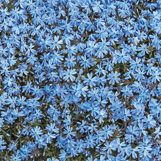 Emerald Blue Carpet Phlox