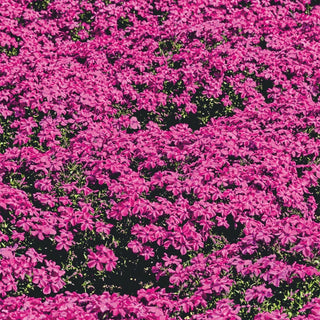 Creeping Phlox Collection