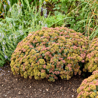 Coraljade Sedum
