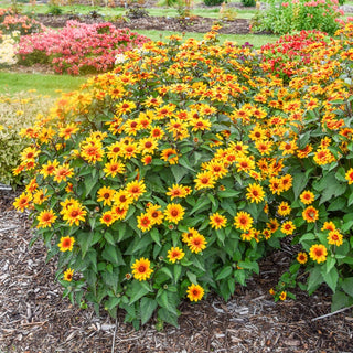 Sundial False Sunflower
