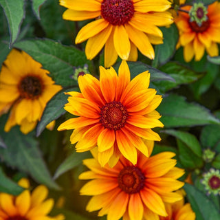 Sundial False Sunflower