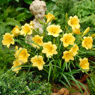 Stella de Oro Reblooming Dwarf Daylily