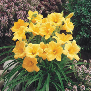 Stella de Oro Reblooming Dwarf Daylily