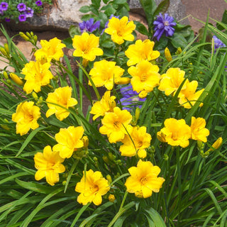 Stella de Oro Reblooming Dwarf Daylily
