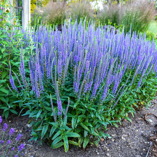 Blue Skywalker Spike Speedwell