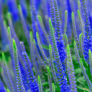 Blue Skywalker Spike Speedwell