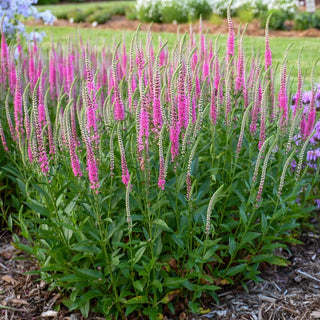 Perfectly Picasso Spike Speedwell