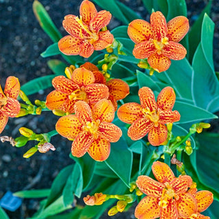 Buy Breck's New Spring Flower Bulbs & Plants Online | Breck's