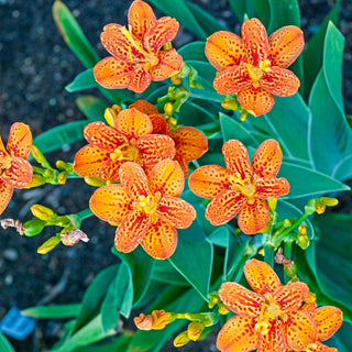 Freckled Face Leopard Flower