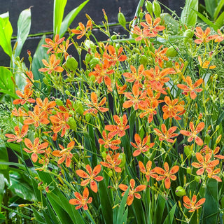 Freckled Face Leopard Flower