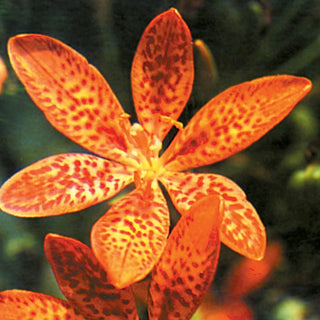 Freckled Face Leopard Flower